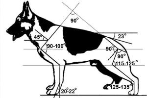 Строение немецкой овчарки в картинках